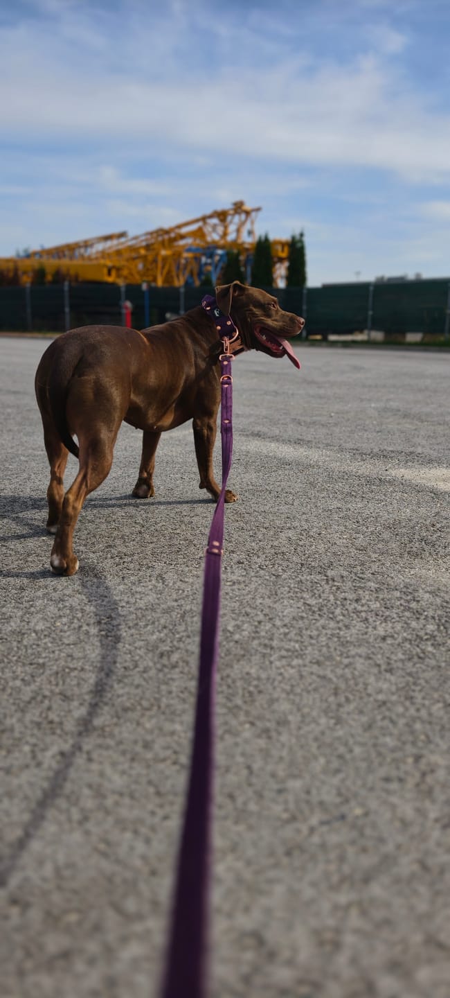 Customer photo review of Smycz przepinana z dodatkową raczką - Multi Guard Leash Rose Edition Śliwkowa