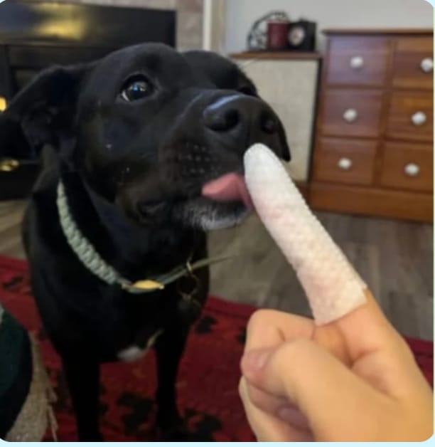 Customer photo review of Pawtura™ Toallitas Dentales para Perros