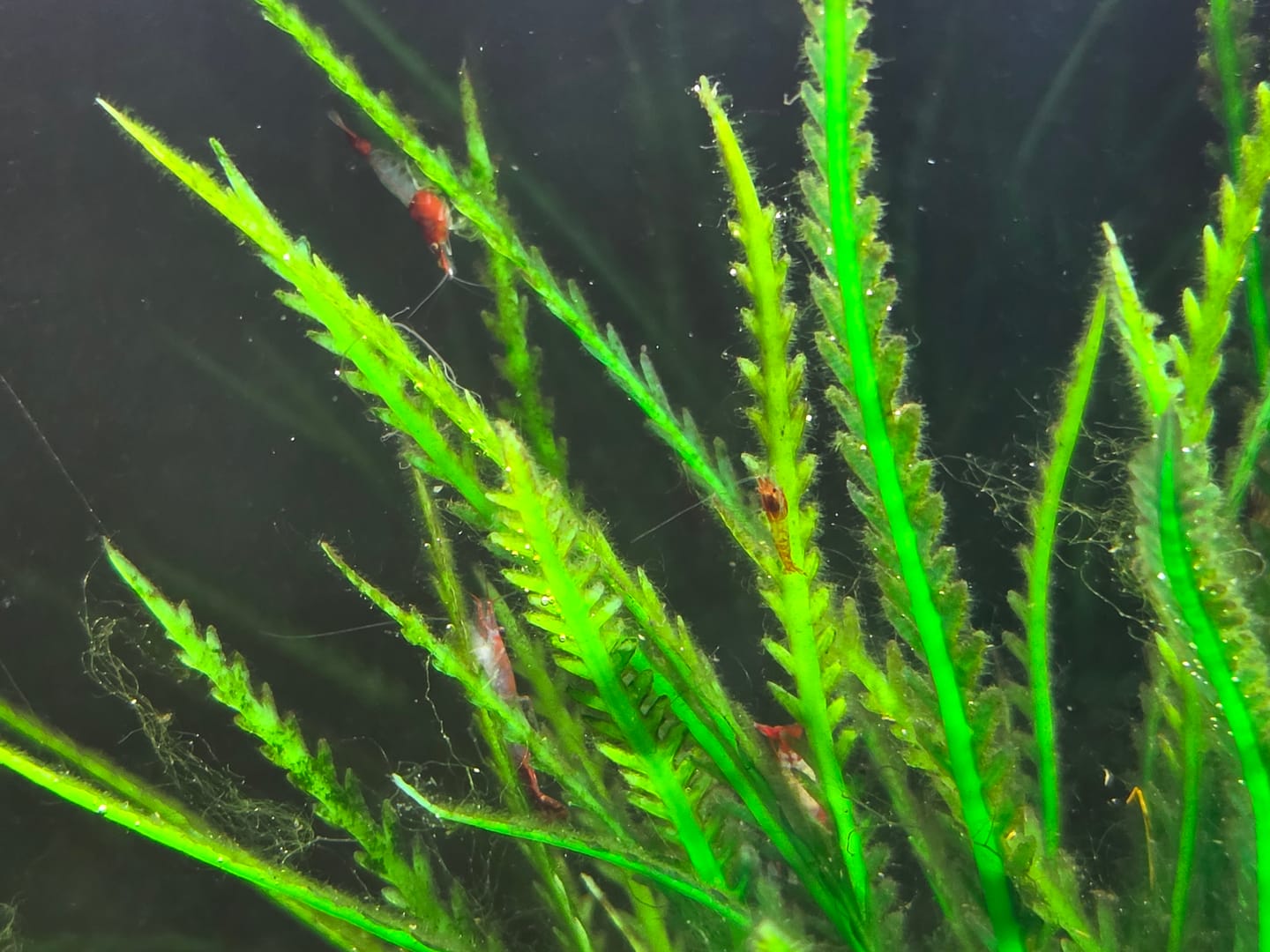 Customer photo review of Red Rili Shrimp