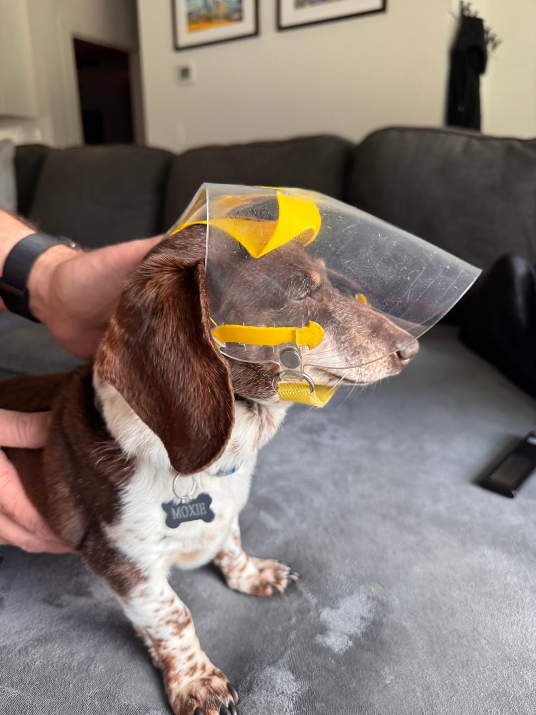 Customer photo review of OptiVizor - Regular Snout - Clear UV Tint
