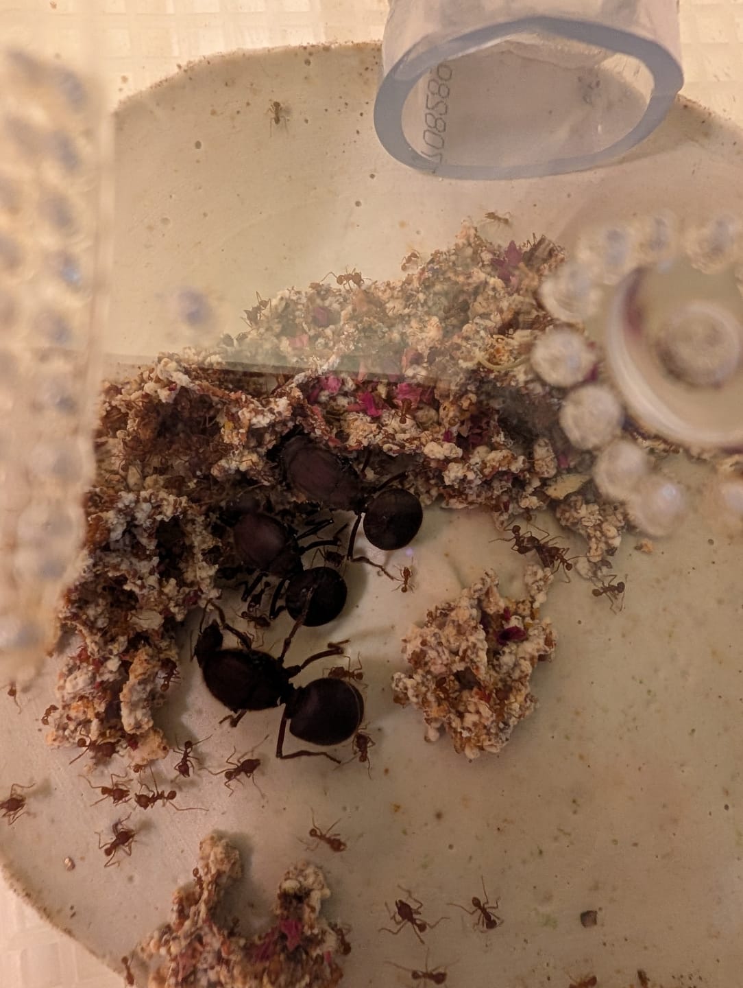 Customer photo review of Texas Leafcutter Ant (Atta texana)