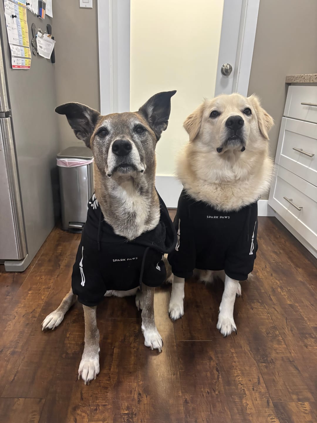 Customer photo review of Halloween Dog Hoodie - Reflective Skeleton