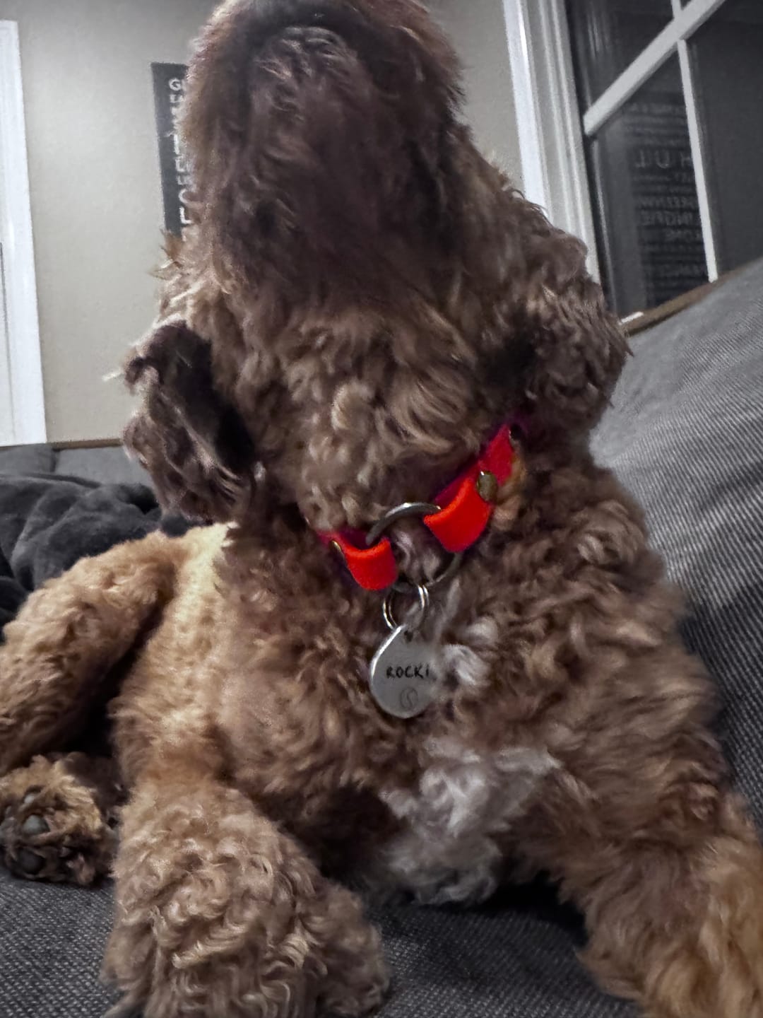 Customer photo review of House Collar, BioThane