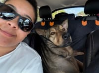 Customer photo review of Aktoclean RoadBed™️ – Extension de banquette rigide pour chien
