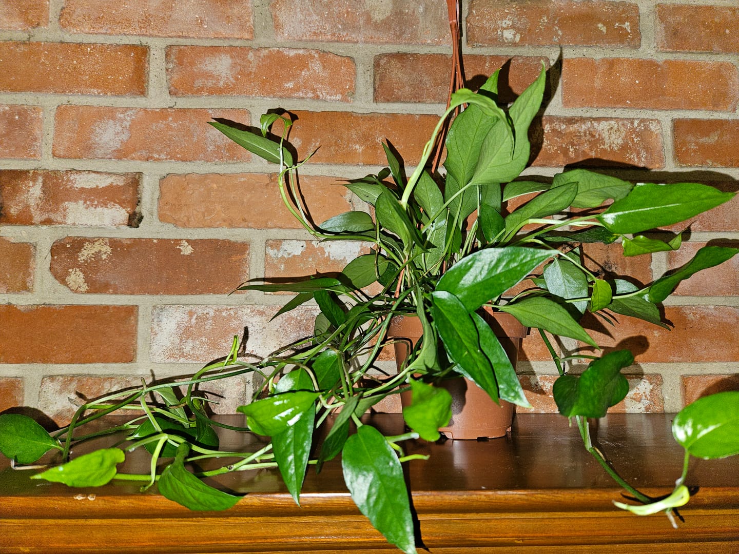 Customer photo review of Pothos Epipremnum pinnatum 'Skeleton Key'