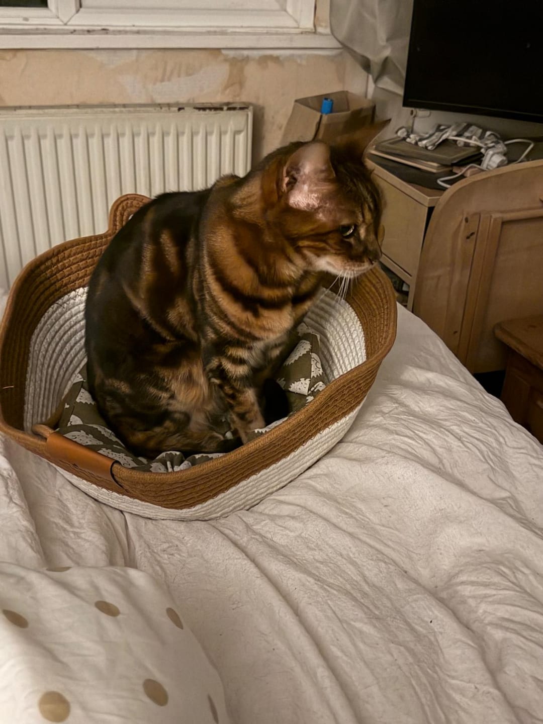 Customer photo review of Instinct Basket | Meet the first research-backed natural territory for indoor cats