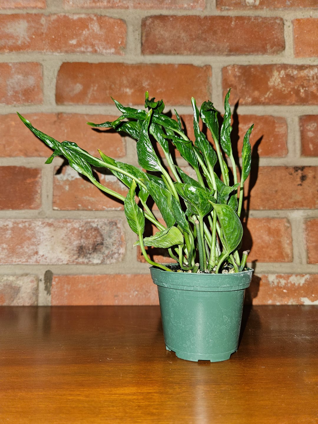 Customer photo review of Pothos Epipremnum aureum 'Shangri Ooh La La'