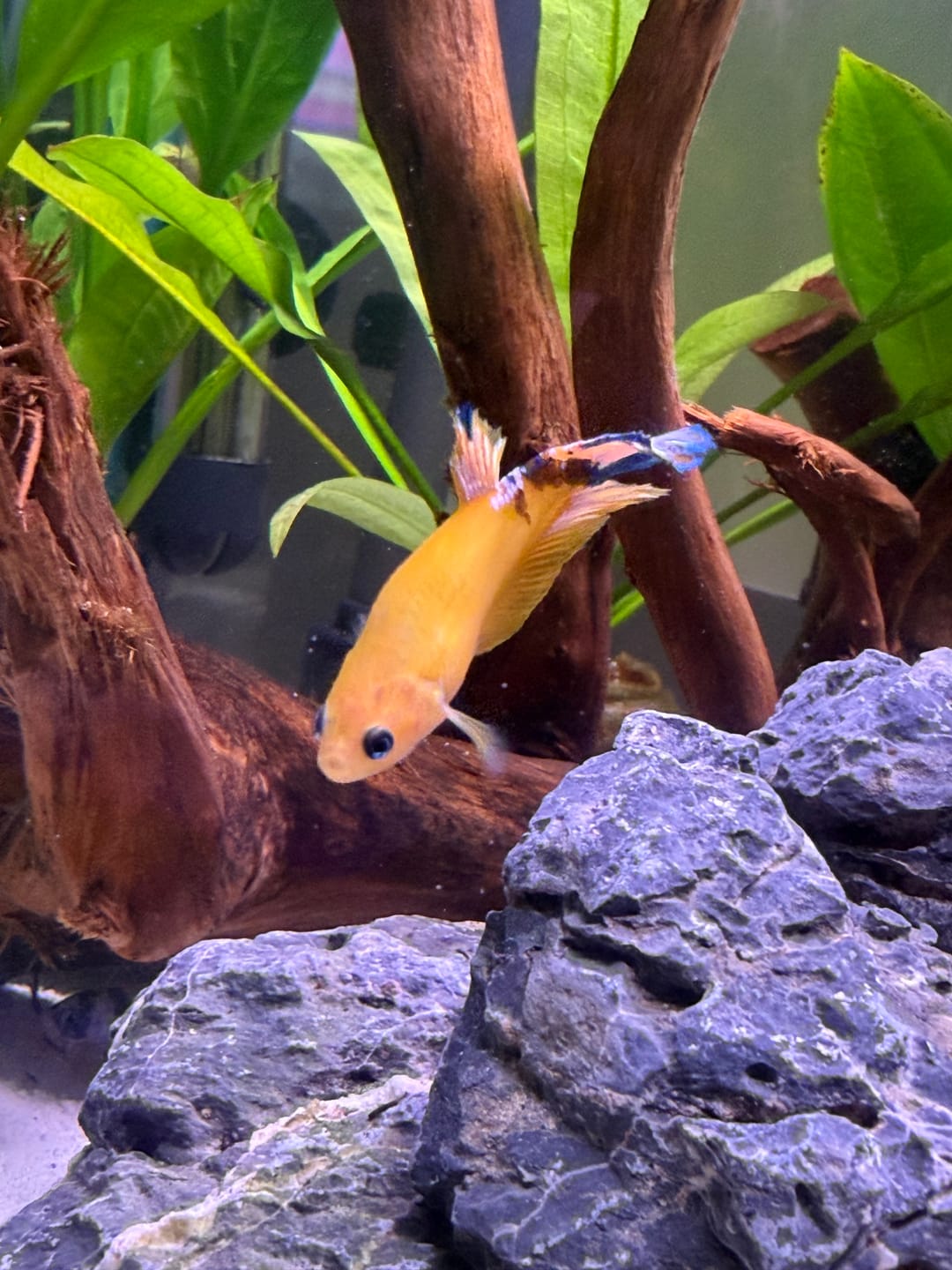 Customer photo review of Fancy Yellow Start Female Betta Fish Sorority | Successful Sorority Pack