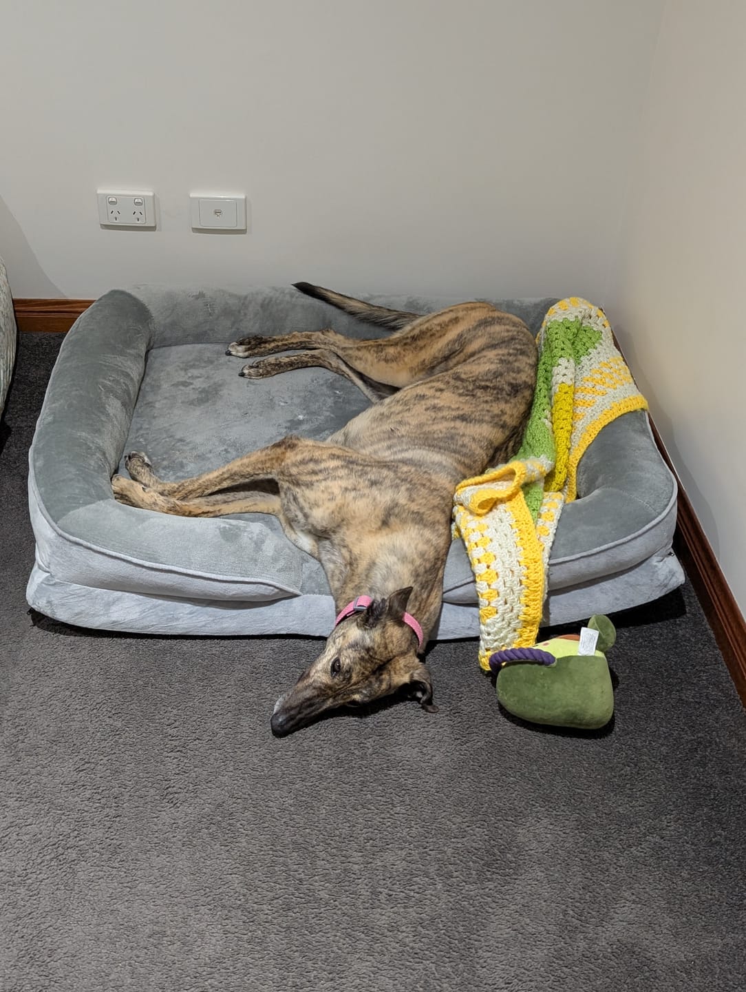 Customer photo review of Memory Foam Pet Sofa Bed