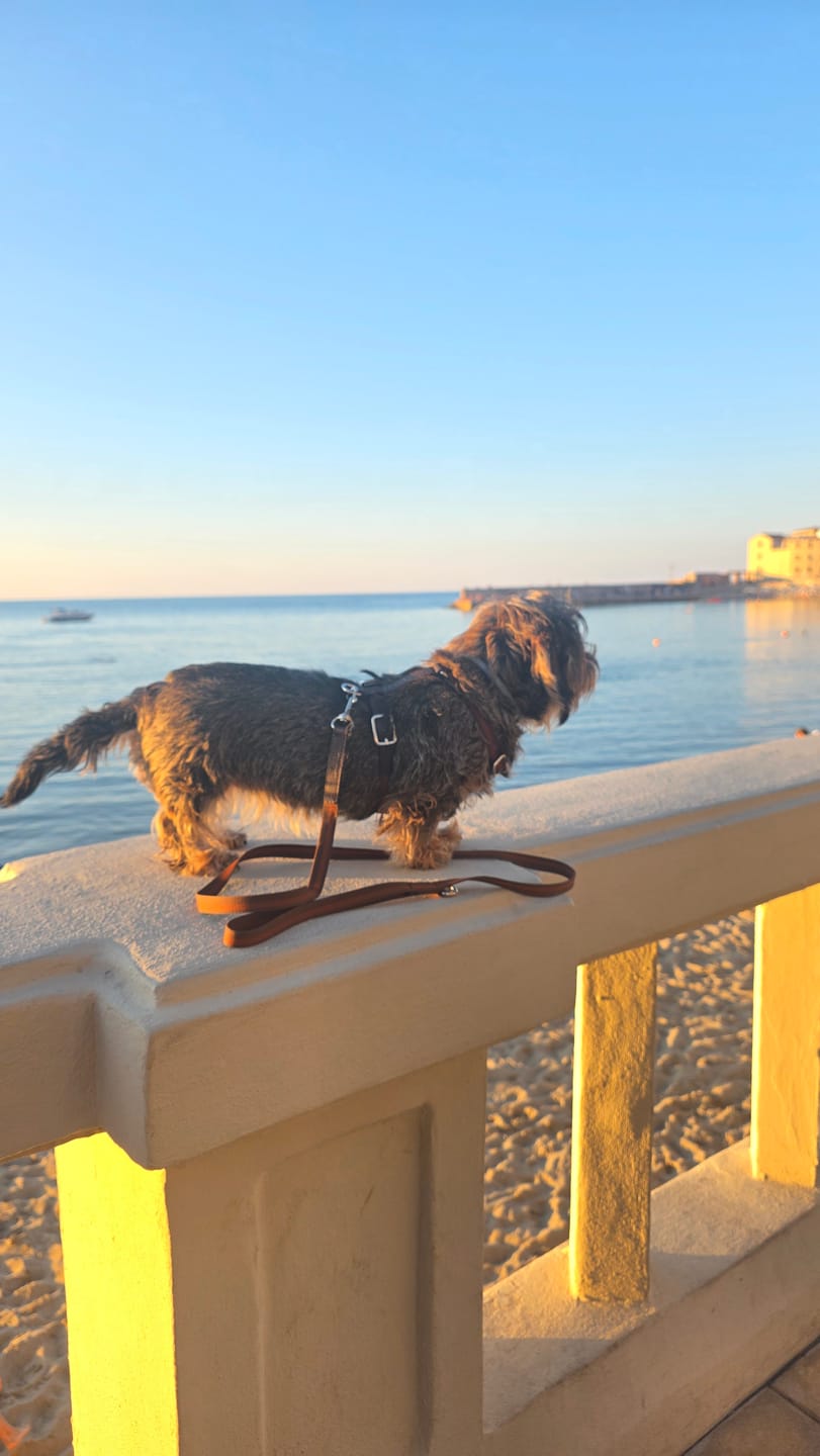 Customer photo review of Limited edition - Pettorina H Tabacco - Nastro e pelle