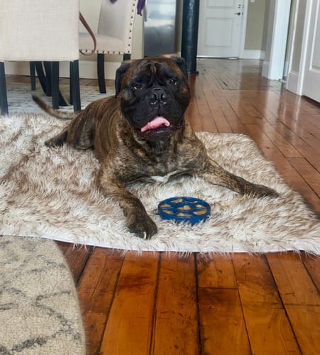 Customer photo review of FreezWheel - Durable Interactive Chew