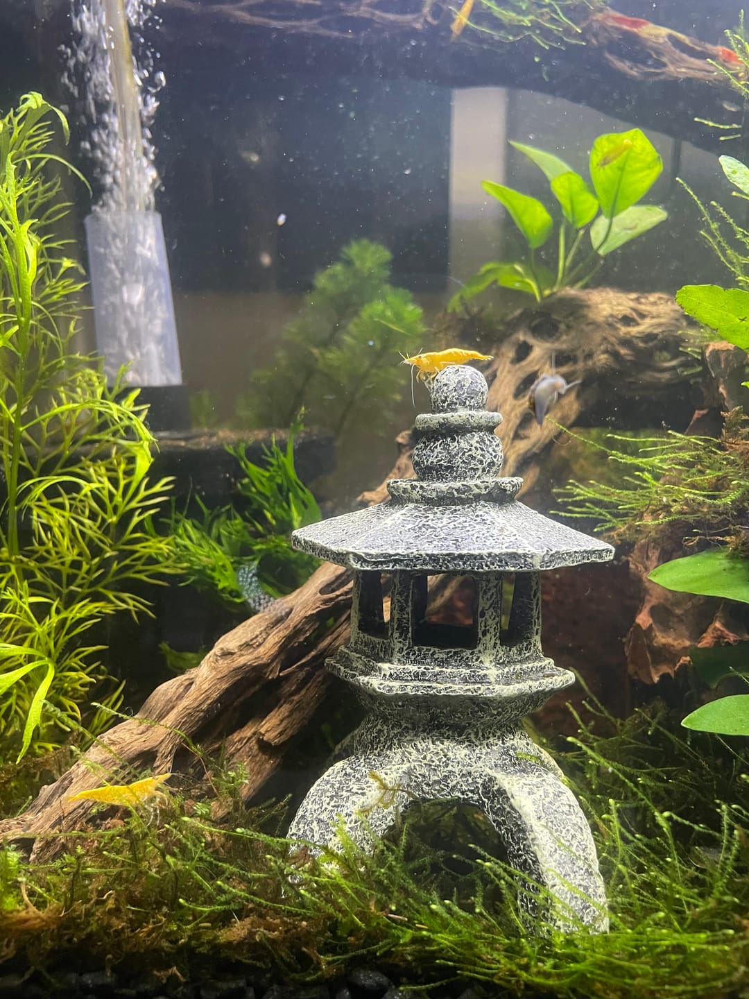Customer photo review of Yellow Golden Back Shrimp