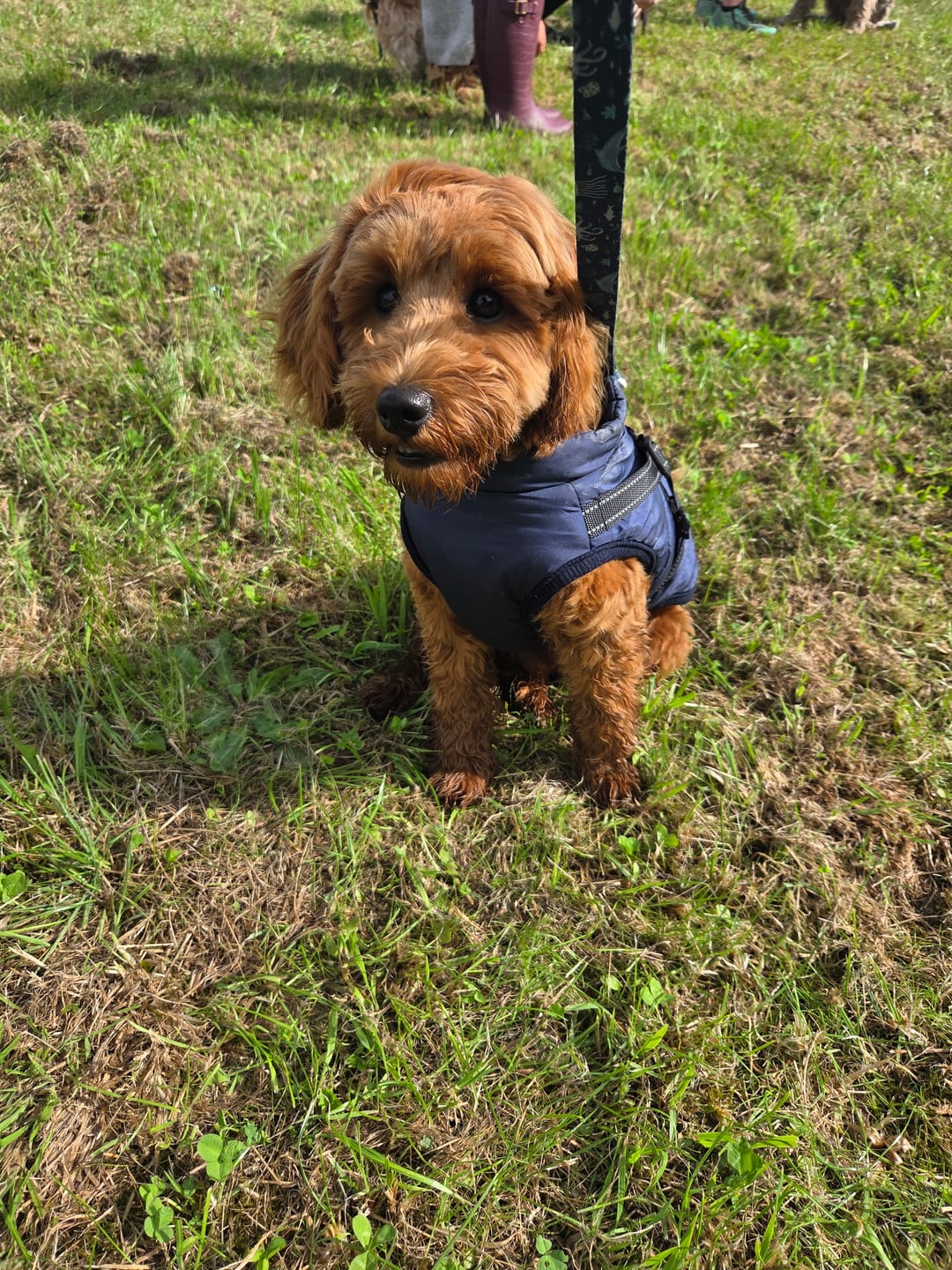 Customer photo review of DoggyKings™ 3 in 1 Jacket