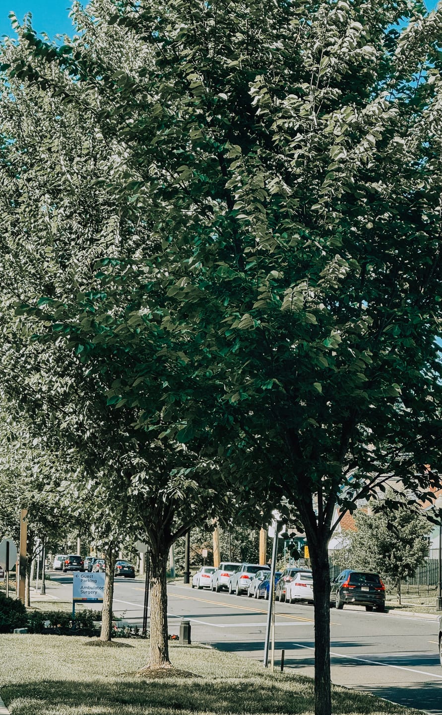 Customer photo review of Autumn Film Lightroom Presets