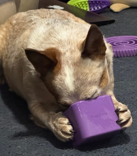 Customer photo review of FreezBall Bundle — Best value on the most-loved bones