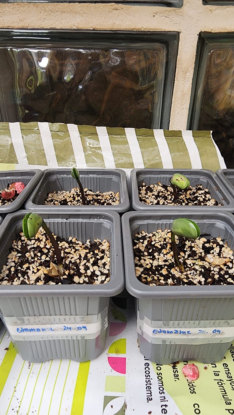 Customer photo review of Semillas Poroto Edamame