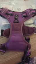 Customer photo review of No Pull Dog Harness – Soft Air-Mesh Vest with Front & Back Clips, Reflective Trim and Padded Handle