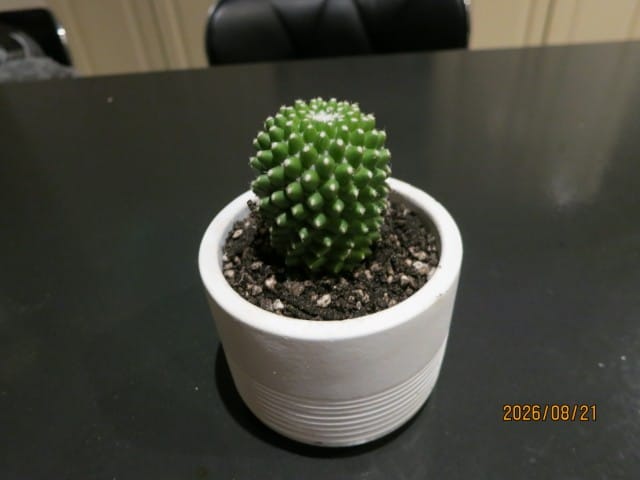 Customer photo review of Mammillaria Pico 'Dalek'