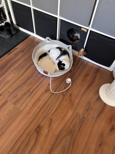 Customer's Fellnest Katzenkorb, a gray and white woven bed, sitting on the floor with a cat inside.
