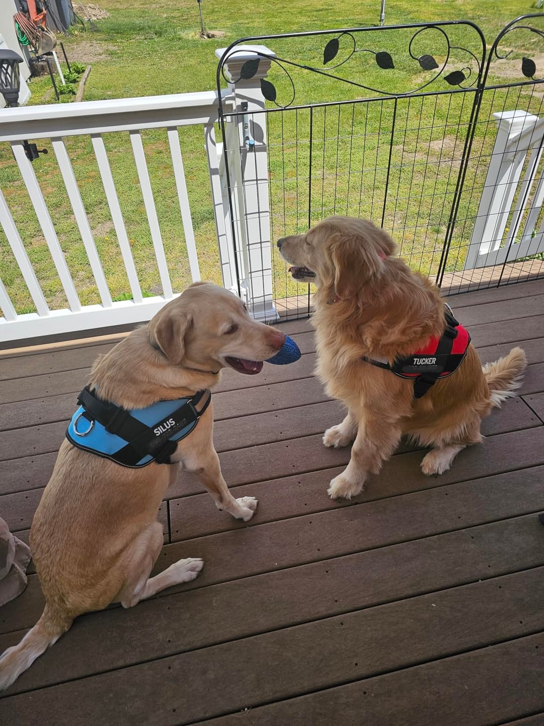 Customer photo review of No Pull Dog Harness
