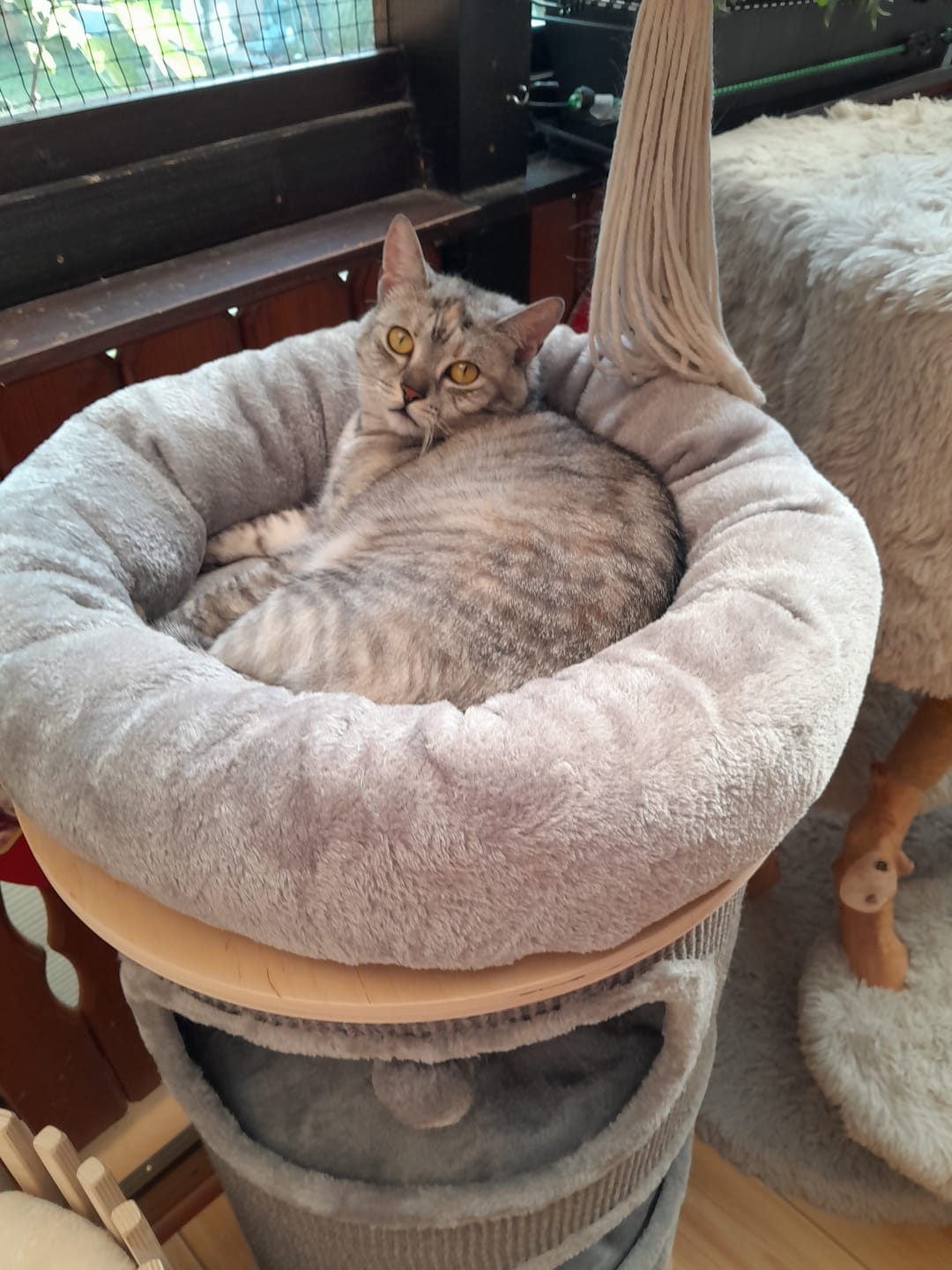 Customer photo review of Katzenstreu 2+1 Aktion