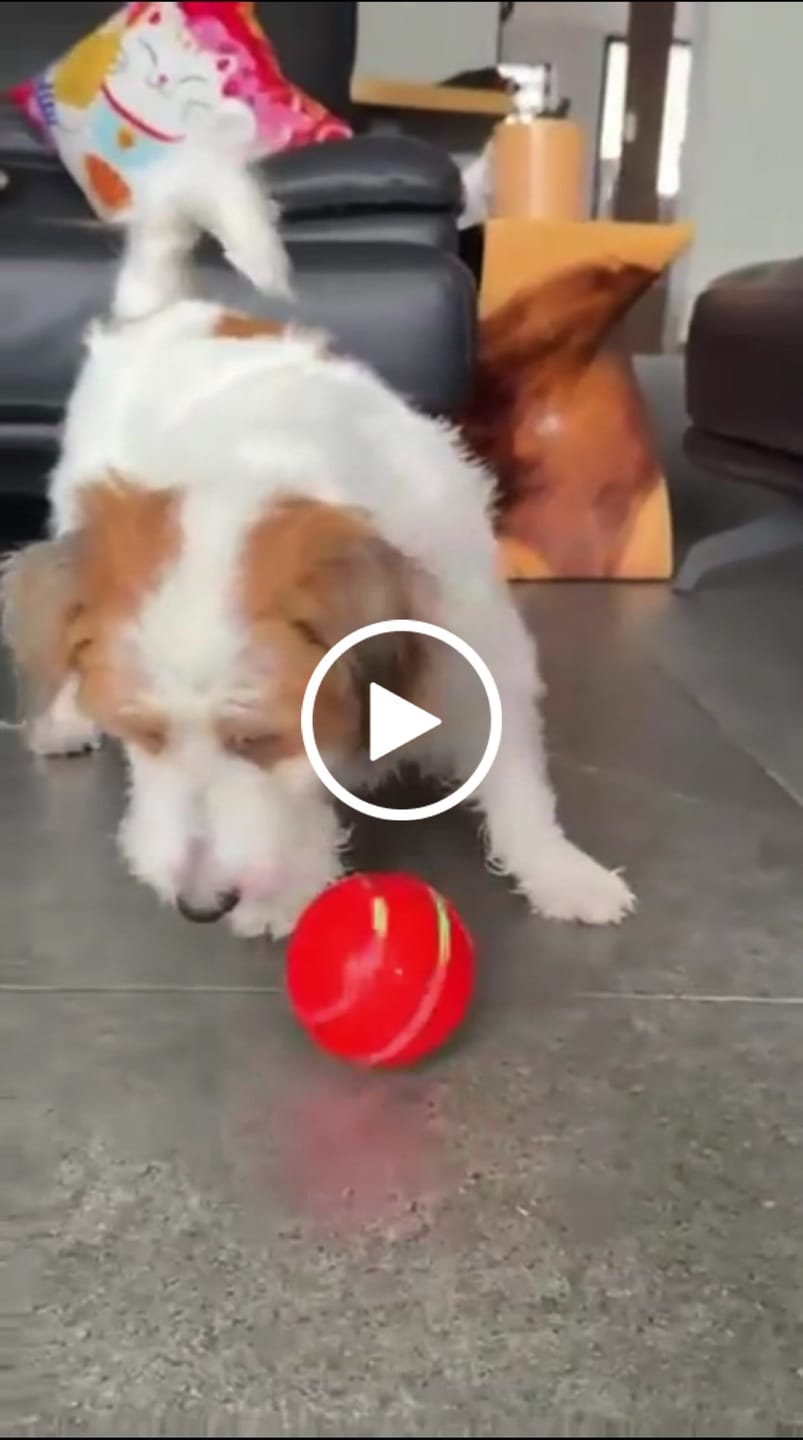 Customer video review of PawSpot™ — El último tapete para pipí que comprarás