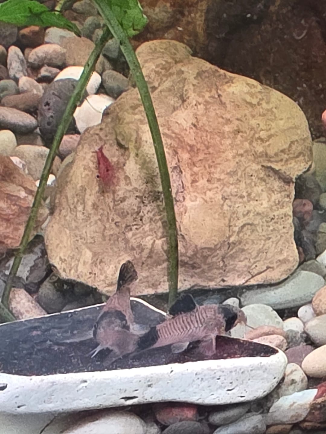 Customer photo review of Panda Cory Catfish