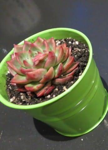 Customer photo review of Echeveria agavoides 'Floridity'