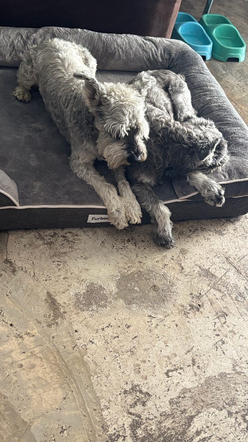 Customer photo review of Cama Ortopédica para Perros