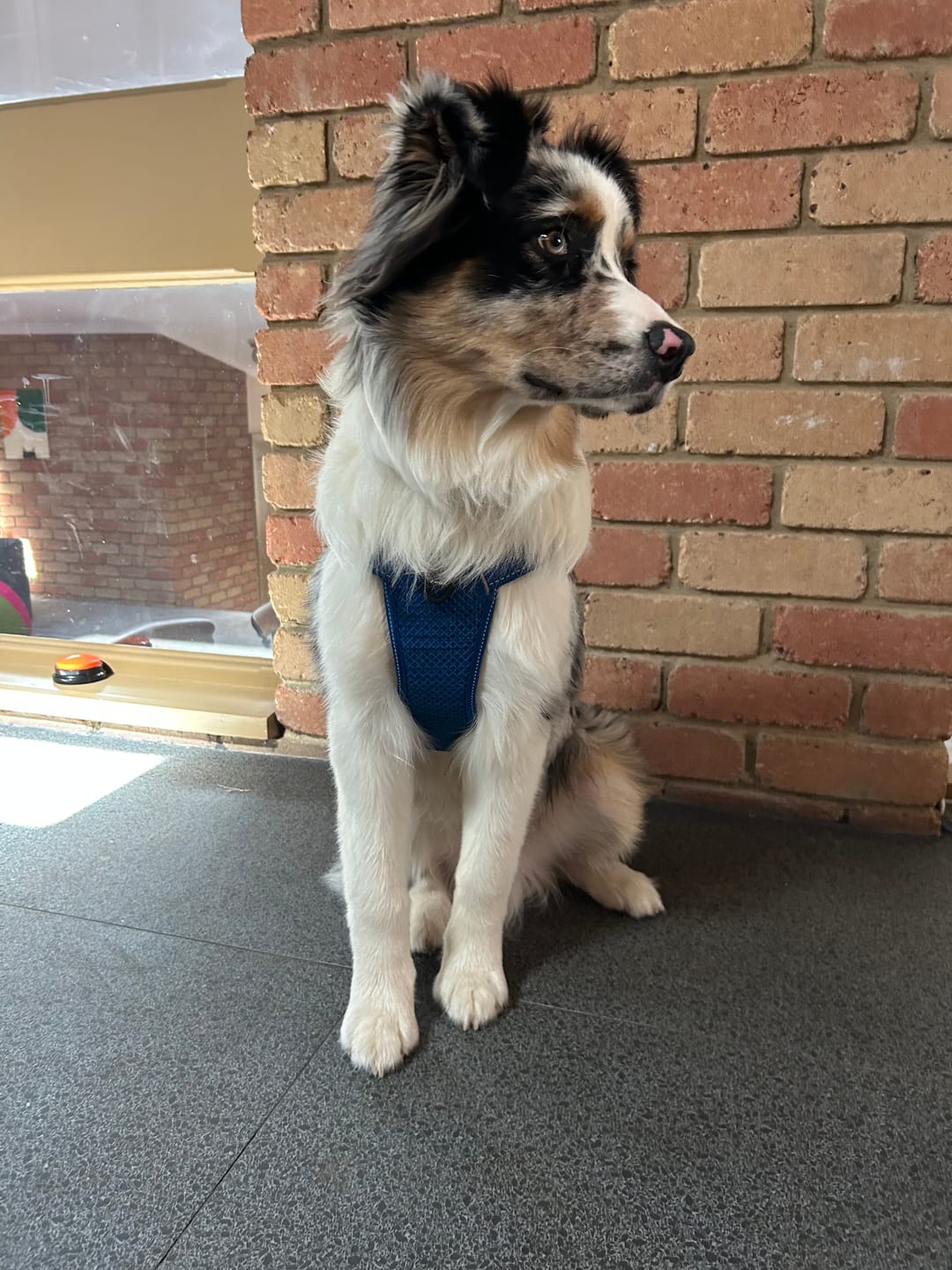 Customer photo review of Rogz Utility Ergo Crossfit Personalised Harness