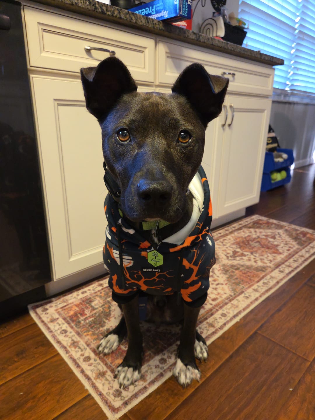 Customer photo review of Halloween Dog Hoodie - Black