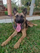Customer photo review of No Pull Dog Harness – Reflective Padded Vest with Front Clip and Top Handle