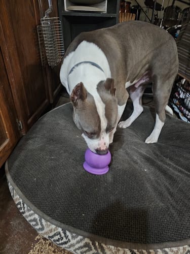 Customer photo review of Freezstick - Indestructible Enrichment Chew