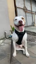 Customer photo review of No Pull Dog Harness – Reflective Padded Vest with Front Clip and Top Handle