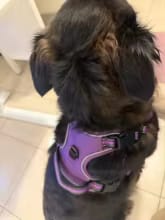 Customer photo review of No Pull Dog Harness – Adjustable Padded Vest with Front Clip and Handle