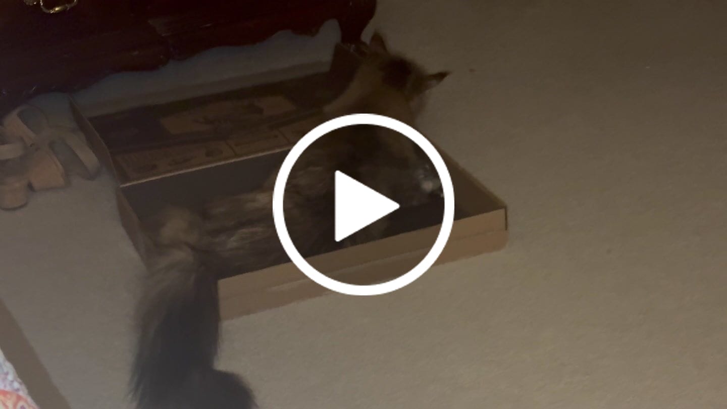 Customer video review of Koi Pond - Luxury Cat Scratching Board