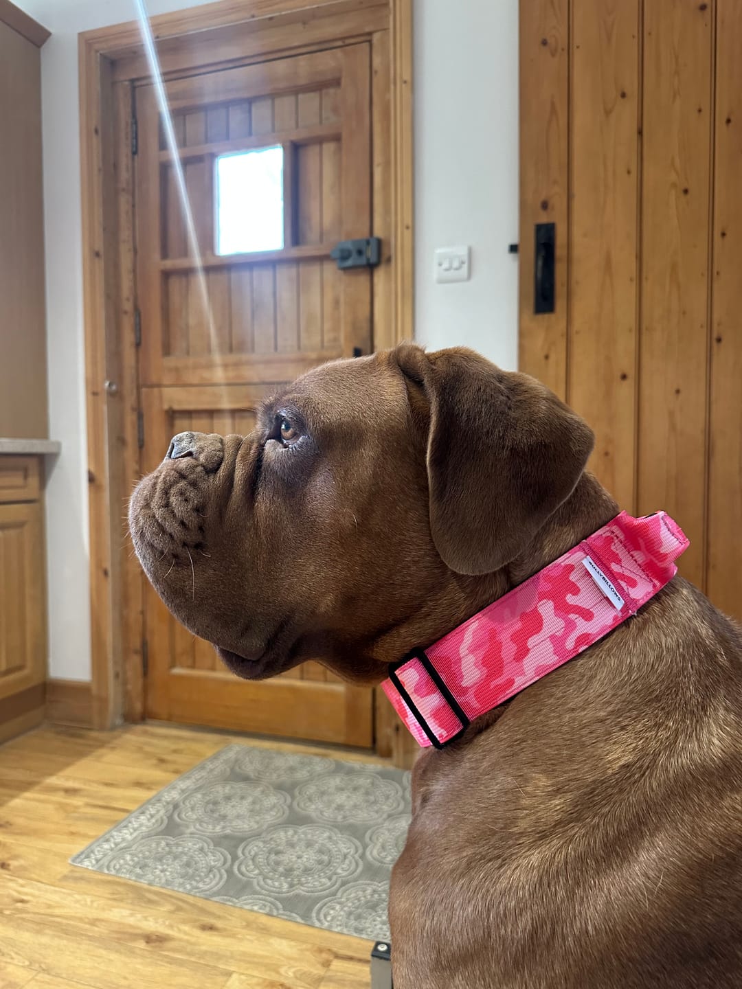 Customer photo review of 5cm Combat® Collar | With Handle & Secure Clip - Bubblegum