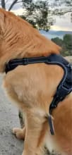 Customer photo review of No Pull Dog Harness – Reflective Padded Vest with Front Clip and Top Handle