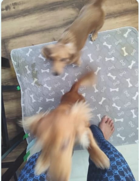Customer photo review of PawSpot™ — El último tapete para pipí que comprarás