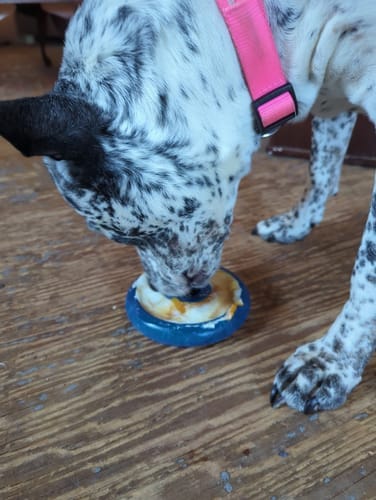Customer photo review of FreezLava Heavy-Duty Enrichment Chew