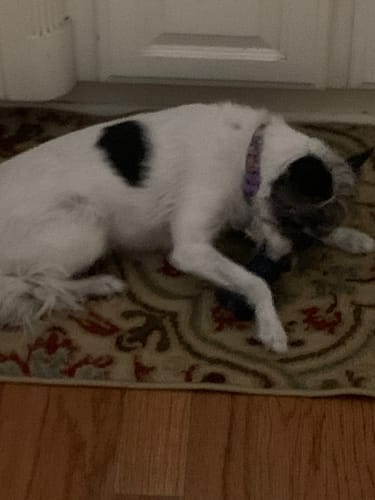 Customer photo review of Freezstick - Indestructible Enrichment Chew