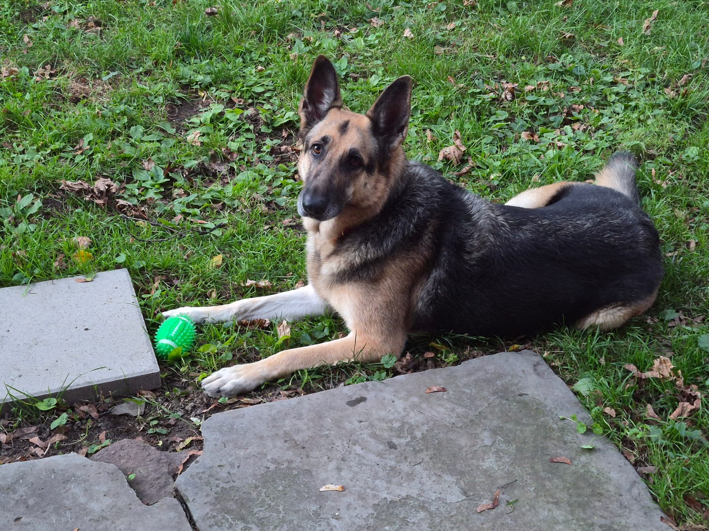 Customer photo review of Salmon Oil