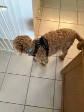 Customer photo review of No Pull Dog Harness – Adjustable Padded Vest with Front Clip and Handle