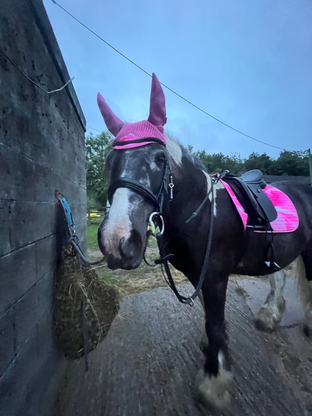Customer photo review of Horse Shampoo
