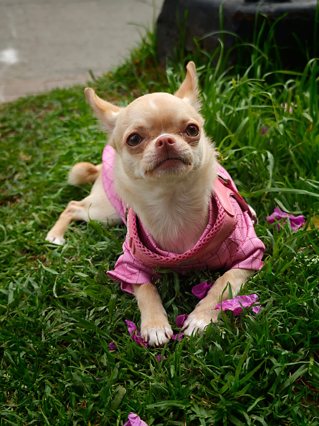 Customer photo review of Polera de Enfriamiento Rosa