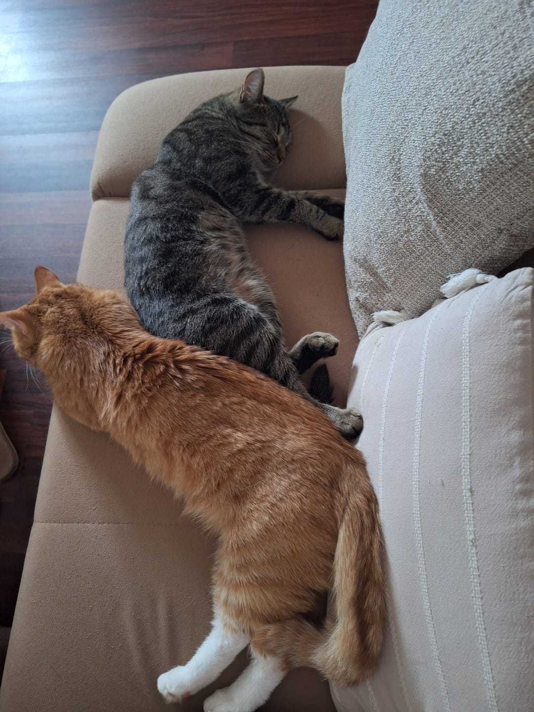 Customer photo review of Naturreines Katzenstreu Aktion