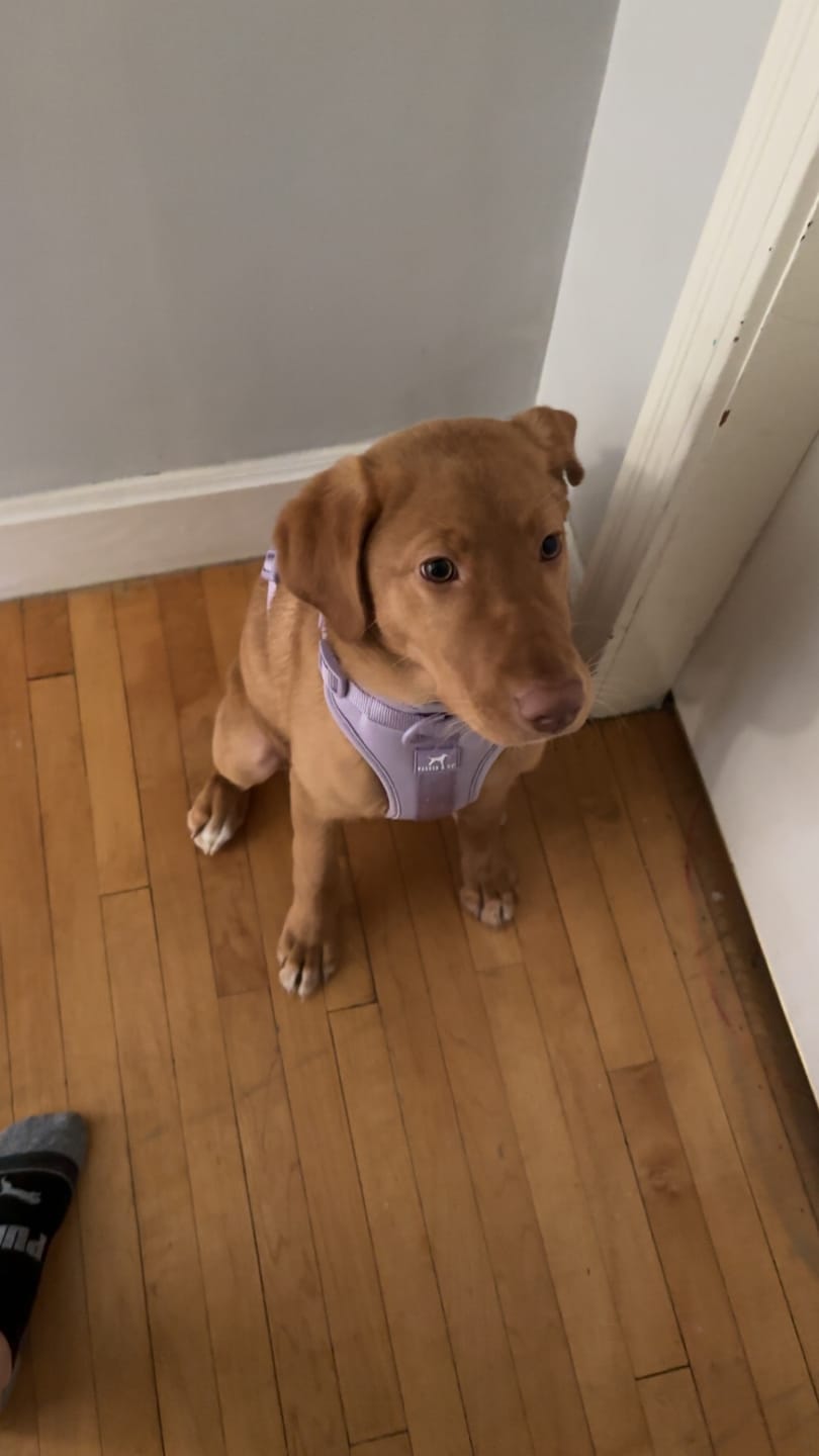 Customer photo review of Solace Adjustable Dog Harness