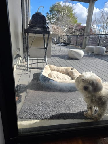 Customer photo review of Koala Mammoth Towel – 1300 GSM Car Cleaning & Drying Cloth (90×60 cm)