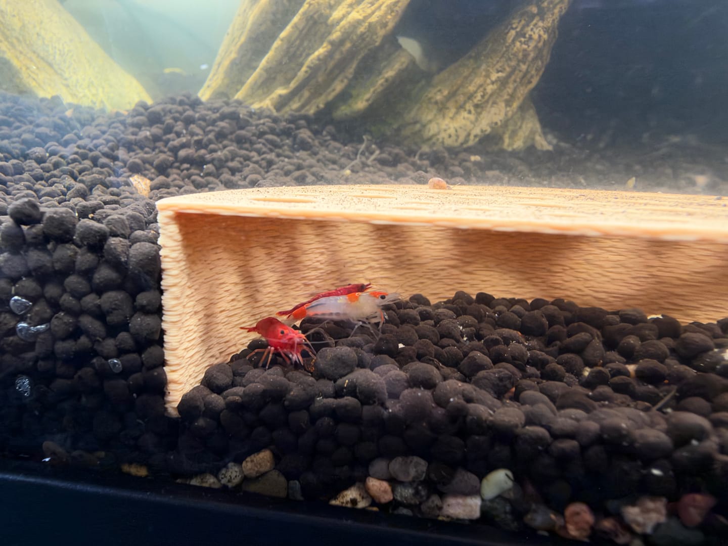 Customer photo review of Neocaridina Skittles Shrimp Pack – Assorted Freshwater Colors