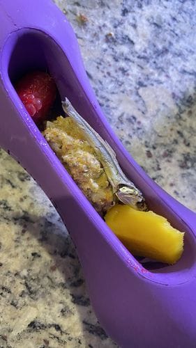 Customer photo review of Freezstick - Indestructible Enrichment Chew